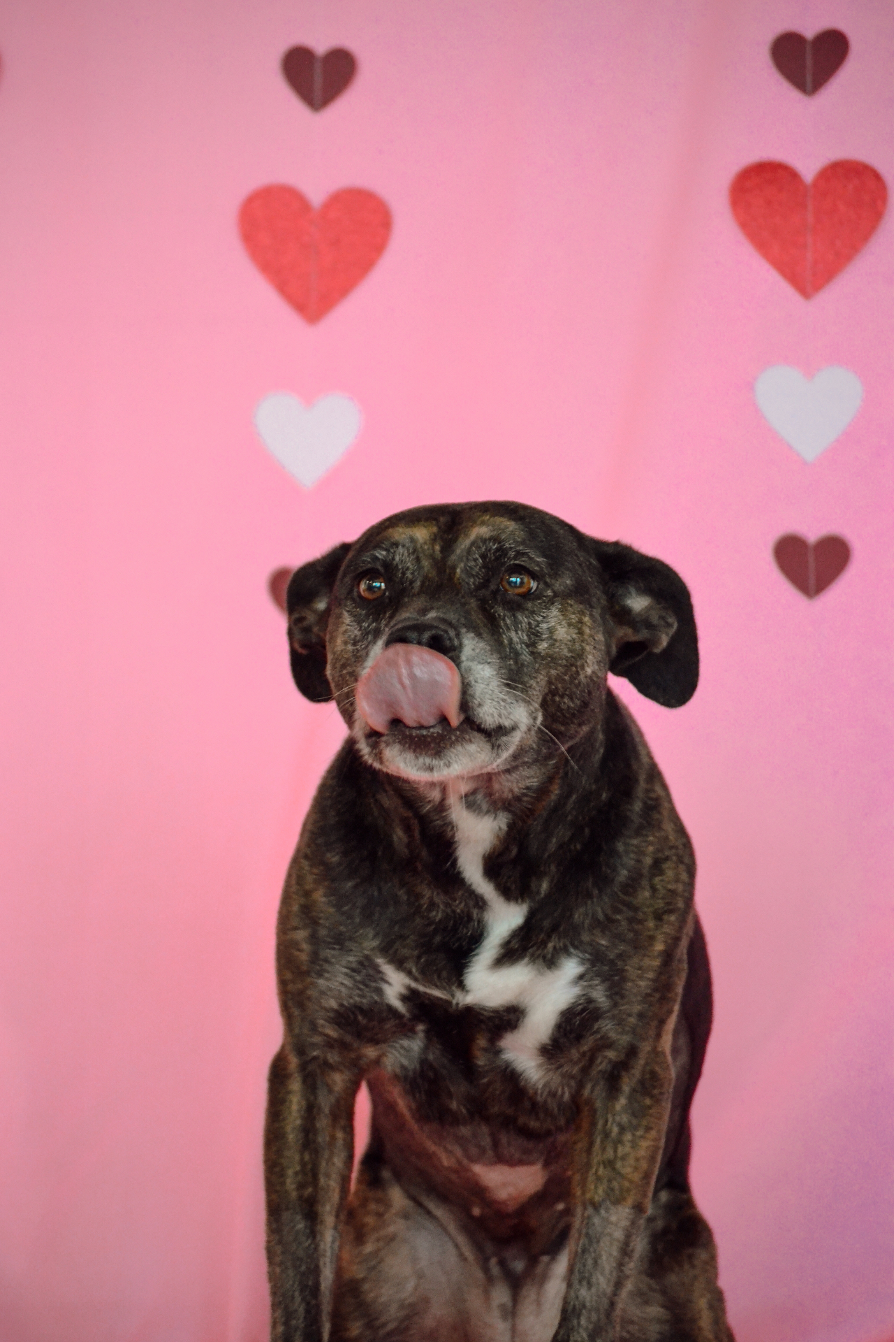 Khalee — the dog who started it all