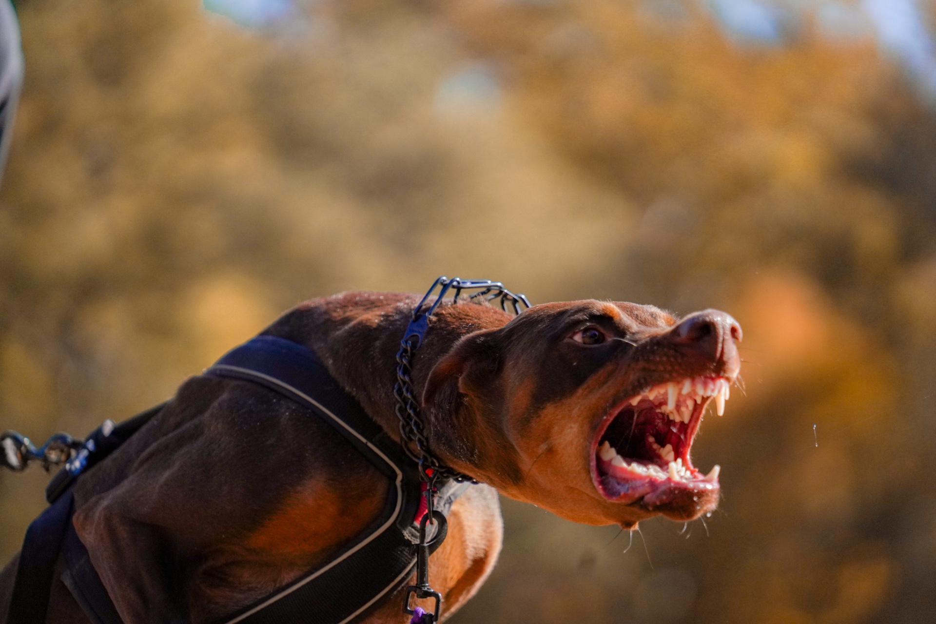 Behavior Modification